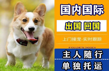 黔西南州宠物托运公司黔西南州宠物托运公司黔西南州宠物托运公司