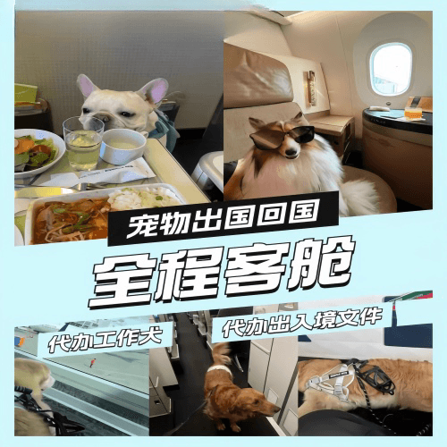 黔西南州宠物托运到白俄罗斯宠物入境规定和要求